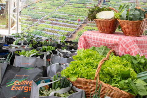 Copel expande hortas urbanas com 32 novas unidades