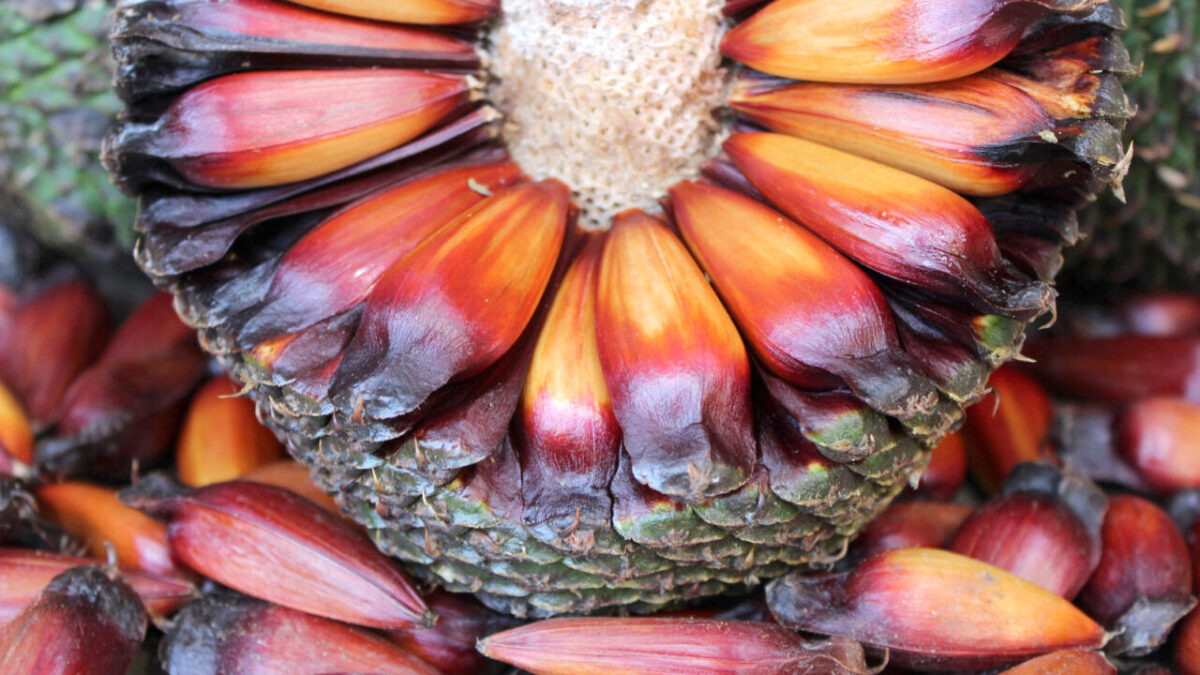 Pinhão Paranaense Atrasado