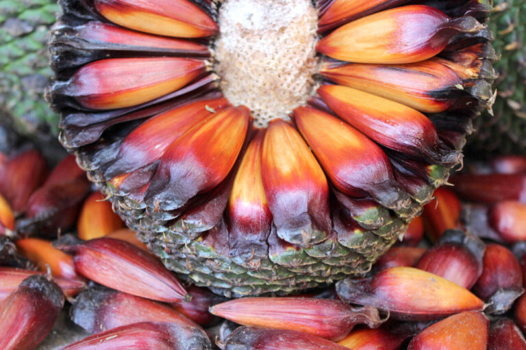 Pinhão Paranaense Atrasado