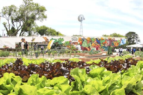 Hortas Comunitárias Ganham Novo Espaço em Curitiba