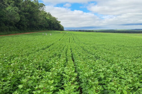 Paraná lidera feijão sementes 40% Brasil