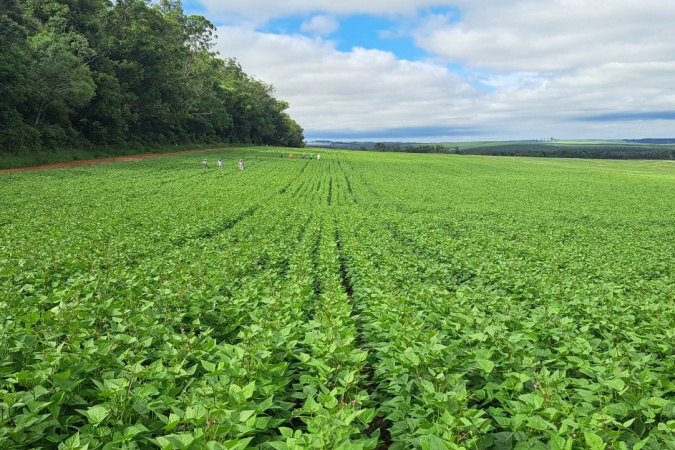 Paraná lidera feijão sementes 40% Brasil